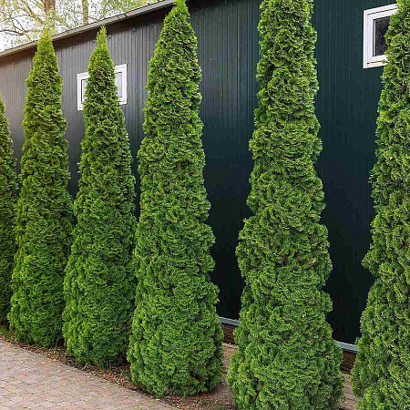 Фото Туя западная Дегрут Спайр