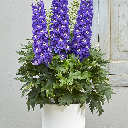 Фото Дельфиниум Дельджиниус Глитци