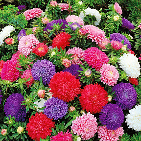 Астра Миледи Яркий набор