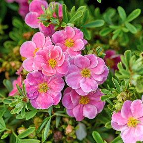 Лапчатка кустарниковая Пинк Парадайз