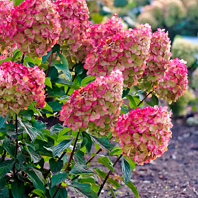 Гортензия метельчатая Колорфул Коктейль