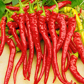 Перец сладкий Артист F1