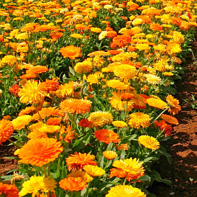 Календула Тихоокеанское очарование Цветной набор