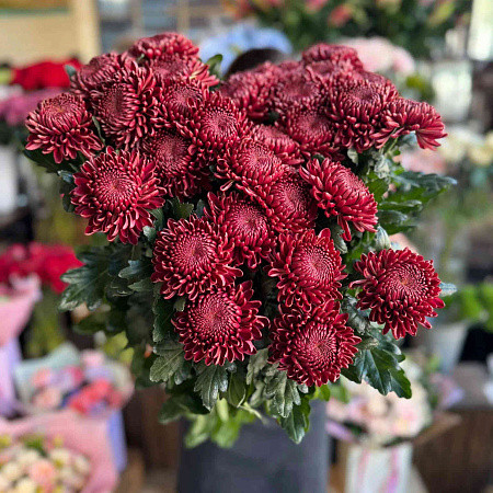 Фото Хризантема корейская Бигуди Перпл