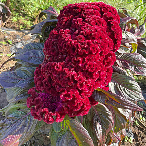 Целозия гребенчатая Дракула