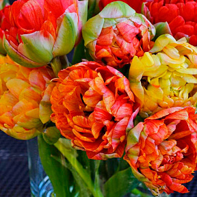 Тюльпан махровый поздний Гудошник Дабл