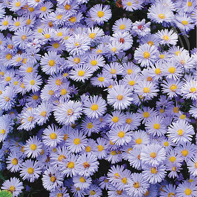 Астра новобельгийская Октоберфест