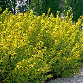 Пузыреплодник Энжел Голд