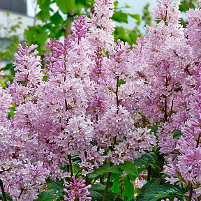 Сирень Прэстона Менуэт