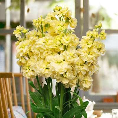 Левкой Маммут Божественный жёлтый 0,1гр