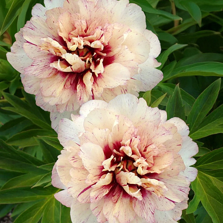 Фото Пион ИТО-гибрид Олл Зет Джаз