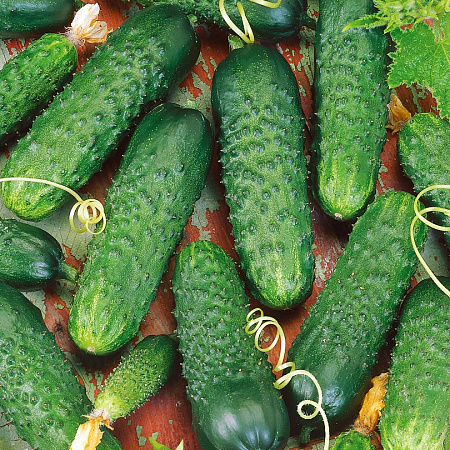 Фото Огурец Меренга F1