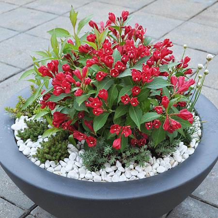 Фото Вейгела Олл Саммер Ред