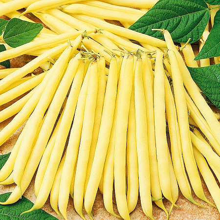 Фото Фасоль Бланш