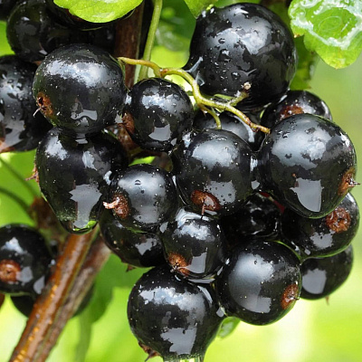 Смородина черная Мушкетер