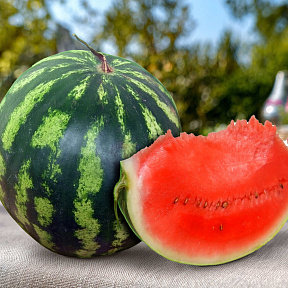 Арбуз Холодок