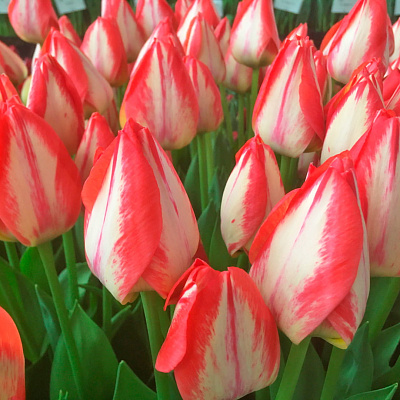 Тюльпан триумф Спринг Брейк