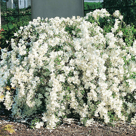 Фото Жасмин Вайт рок