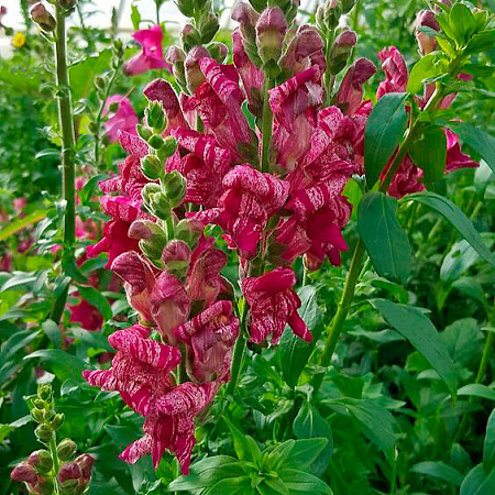 Фото Львиный зев Фиолетовый твист