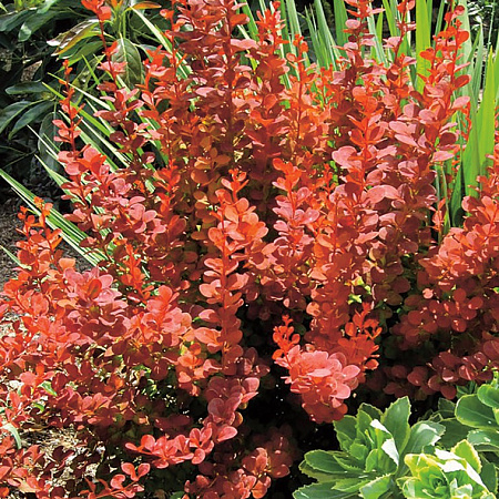 Фото Барбарис тунберга Оранж Рокет