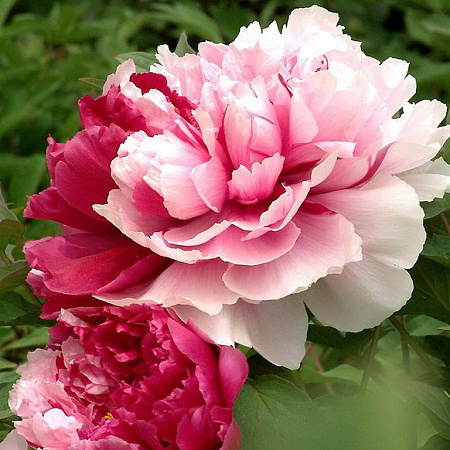 Фото Пион Мистер Эд