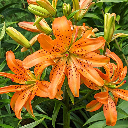 Фото Лилия азиатская махровая Маст Си