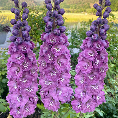 Дельфиниум Дельфис Пинк Пауэр