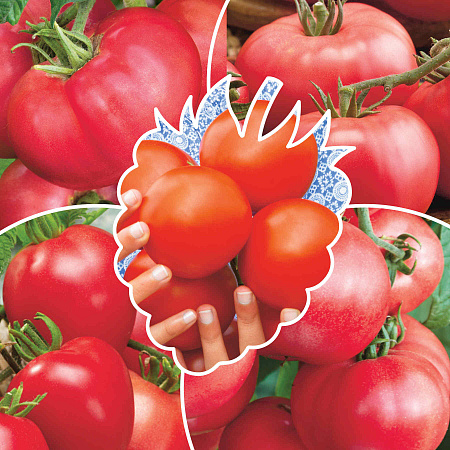 Фото Помидоры Малиновое чудо 4 серия F1