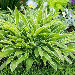 Хоста Сэндхилл Крейн