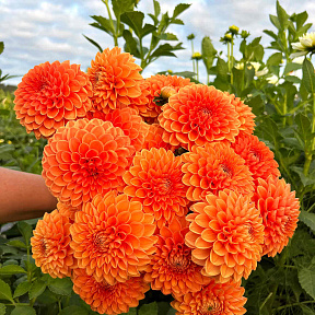 Георгин шаровидный Сильвия