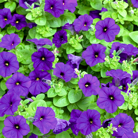 Фото Петуния Лёгкая волна синяя