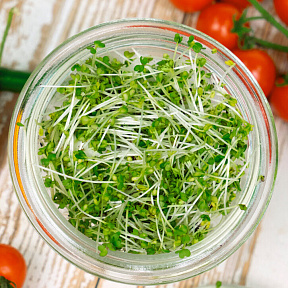 Микрозелень Горчица
