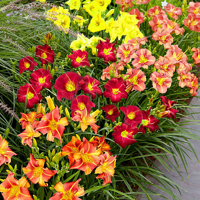 Лилейники Лонго набор