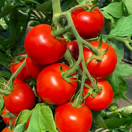 Фото Помидор Катя F1