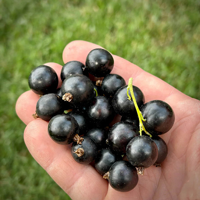 Смородина черная Бен Хопен