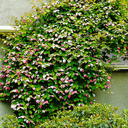 Фото Актинидия коломикта набор:Доктор Шимановский, Сентябрьская, мужской экземпляр