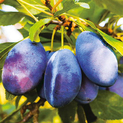 Слива Стенли