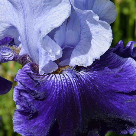 Фото Ирис бородатый Ворлд Премьер