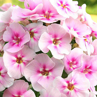 Флокс метельчатый Юник Биколор