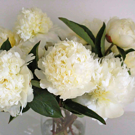 Фото Пион Брайдл Шауэр