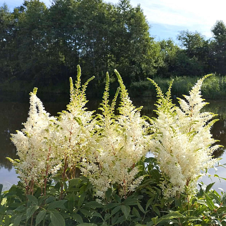 Фото Астильба Хеппи Дей