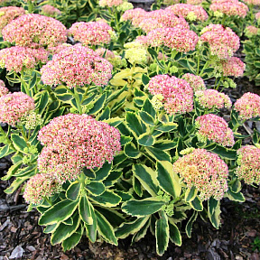 Седум Отем Чарм