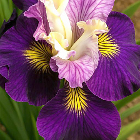 Ирис сибирский Он Малберри Стрит