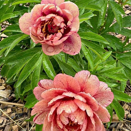 Фото Пион ИТО-гибрид Олл Зет Джаз