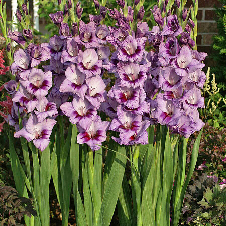 Фото Гладиолус Пассос