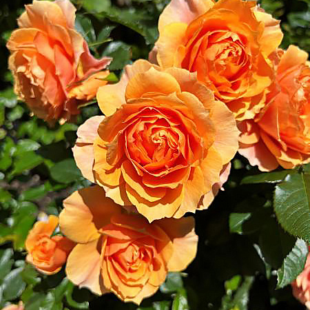 Фото Роза чайно-гибридная Изнт Ши Бьютифул