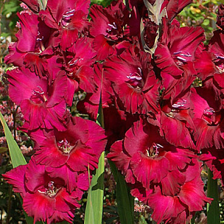 Фото Гладиолус Блэк Сюрпрайз