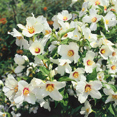 Жасмин Бель Этуаль