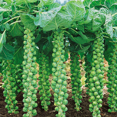 Капуста брюссельская Орешки F1