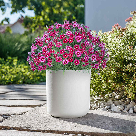 Фото Гвоздика Миньон Дарк Ред